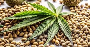The Ultimate Guide to Marijuana Seeds Everything You Need to Know The Ultimate Guide to Marijuana Seeds Everything You Need to Know