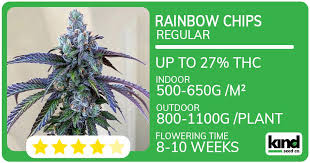 The Ultimate Guide to Marijuana Seeds Everything You Need to Know The Ultimate Guide to Marijuana Seeds Everything You Need to Know